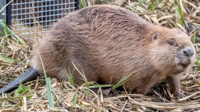 Keluarga berang-berang